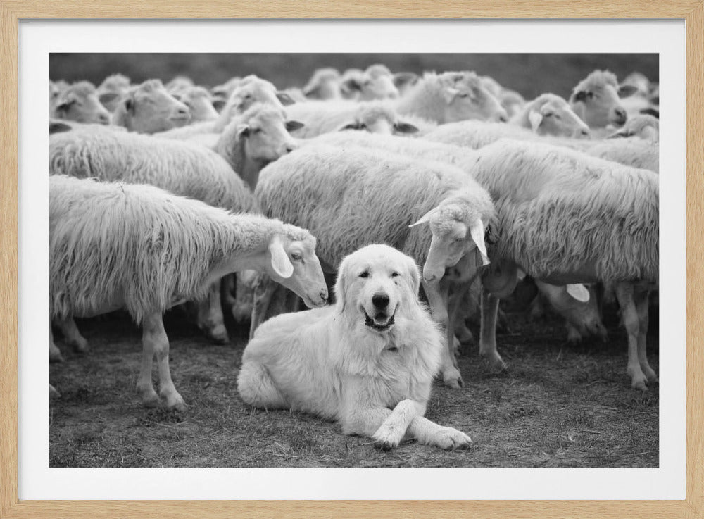 De Baas | Poster