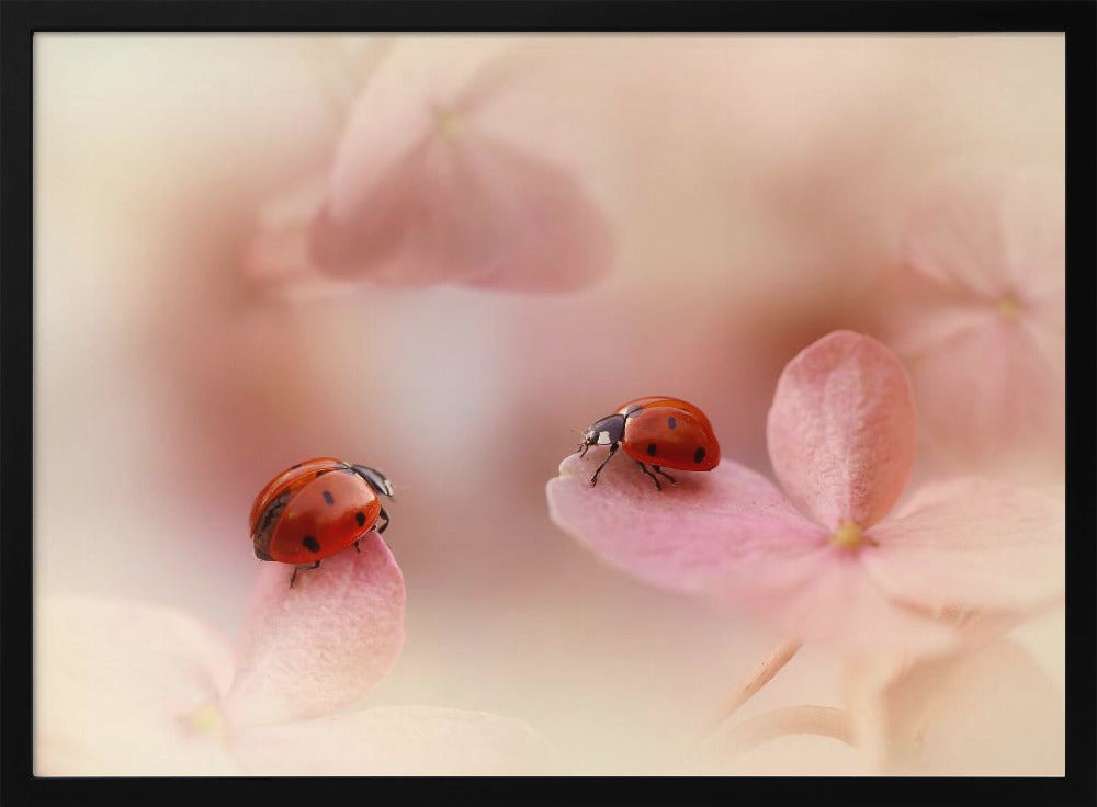 Lieveheersbeestjes op roze hortensia. | Poster