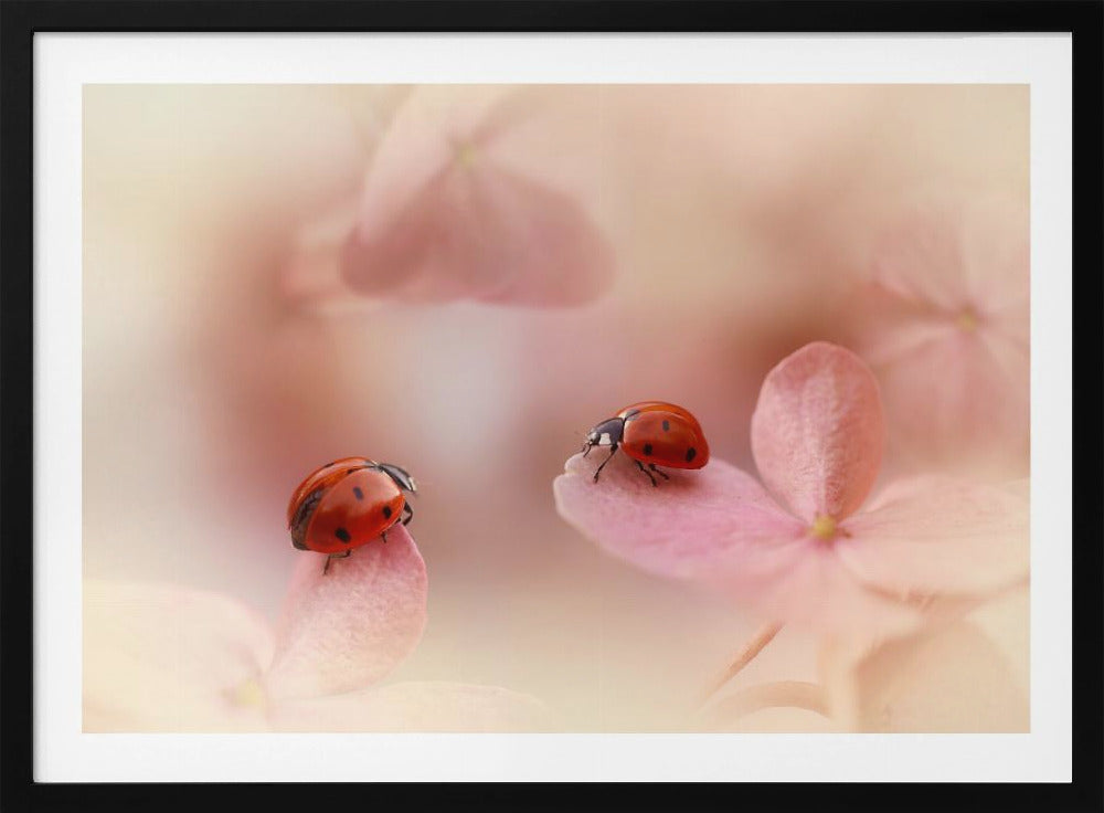 Lieveheersbeestjes op roze hortensia. | Poster