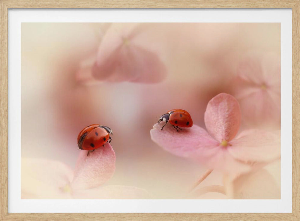 Lieveheersbeestjes op roze hortensia. | Poster