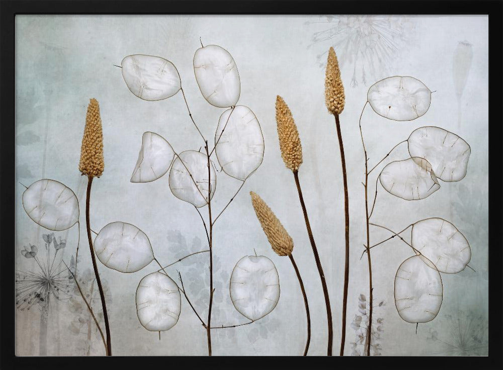 Lunaria | Poster