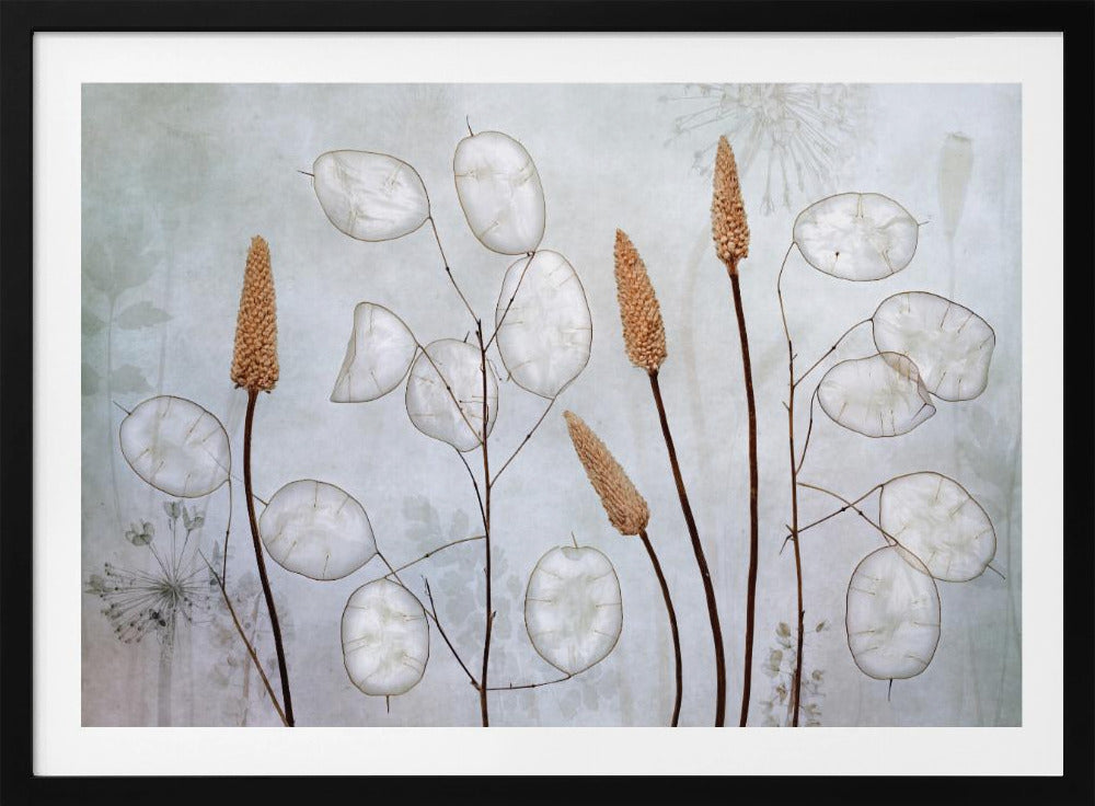 Lunaria | Poster