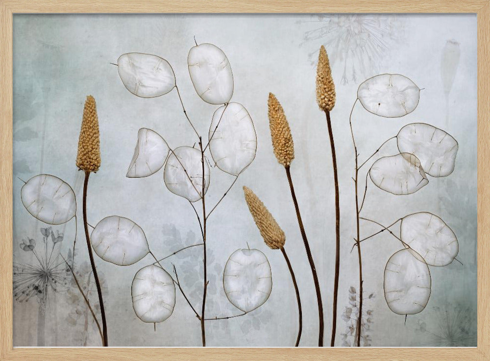 Lunaria | Poster
