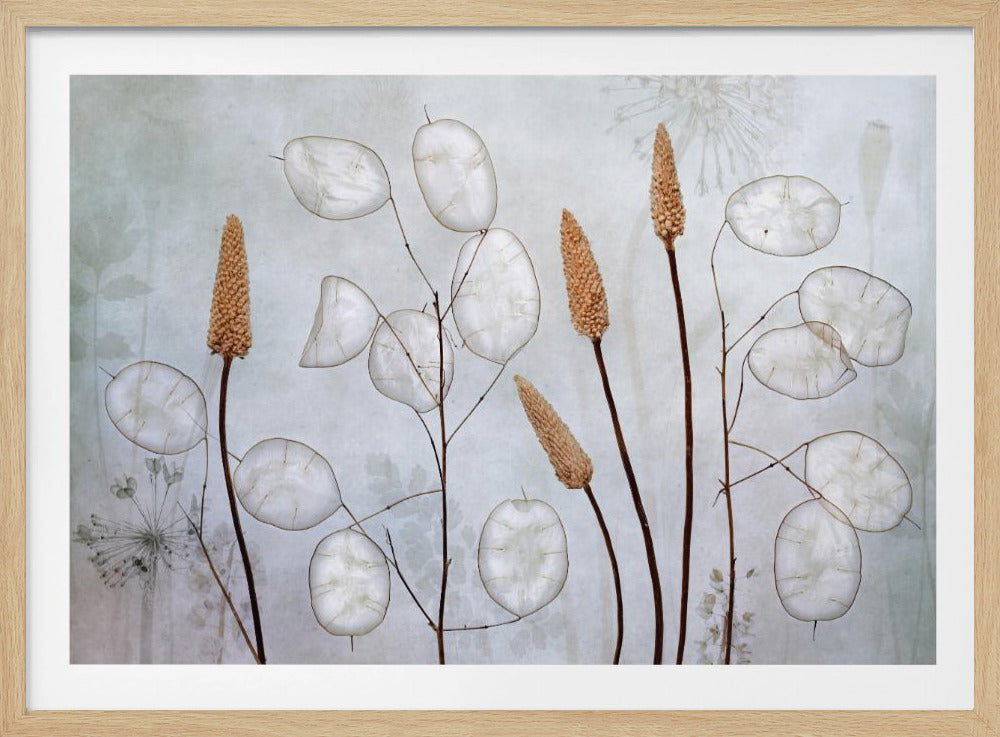 Lunaria | Poster