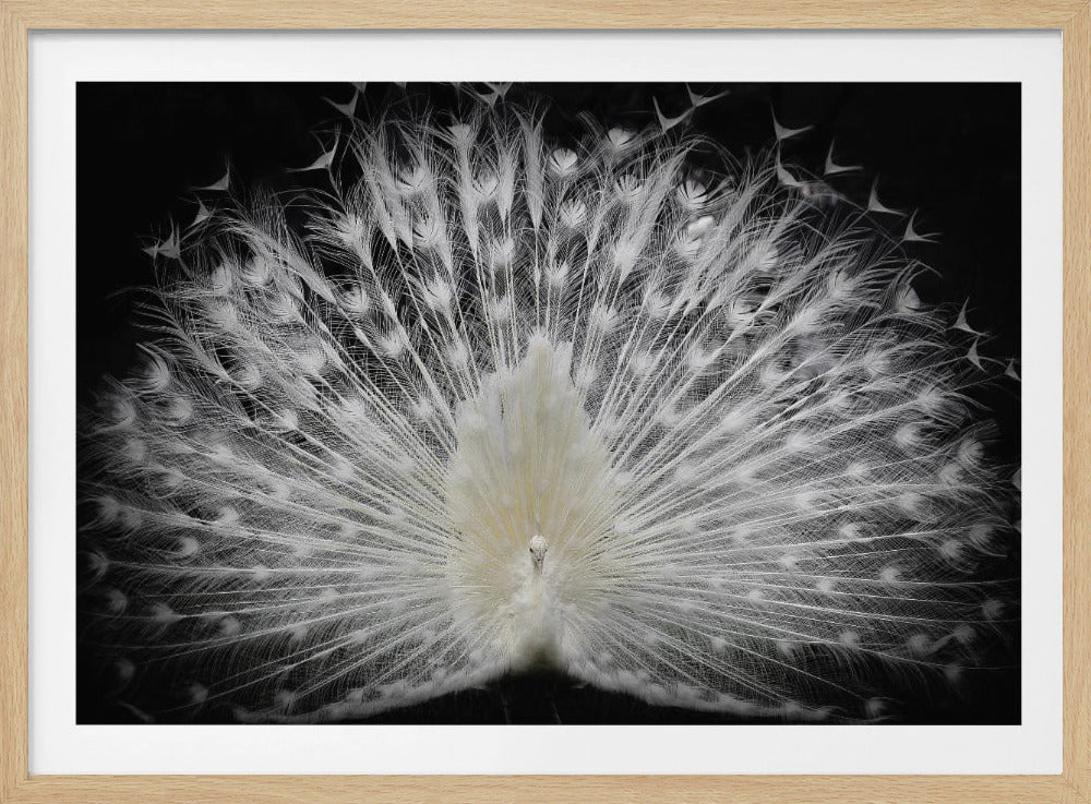 zwart-wit, | Poster