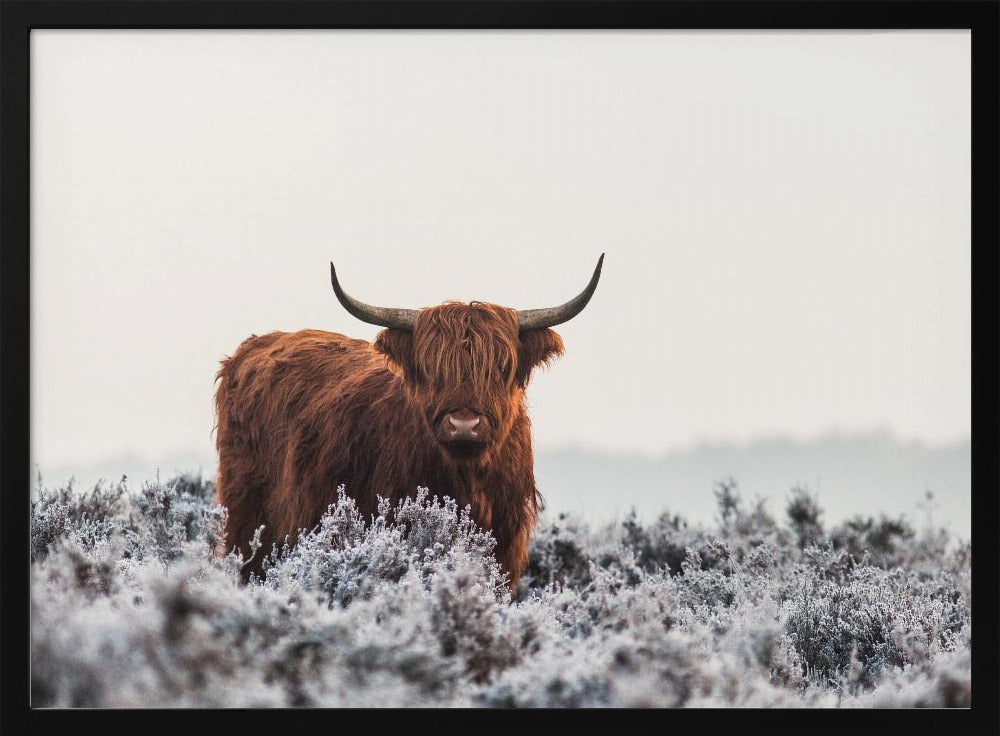 Hooglander | Poster