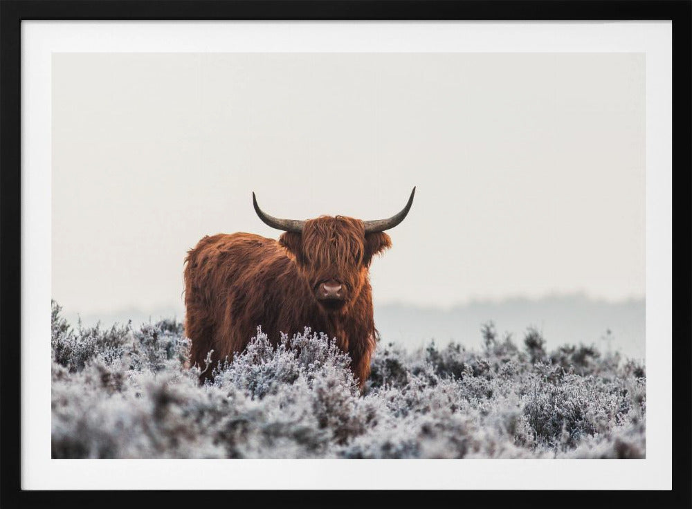 Hooglander | Poster