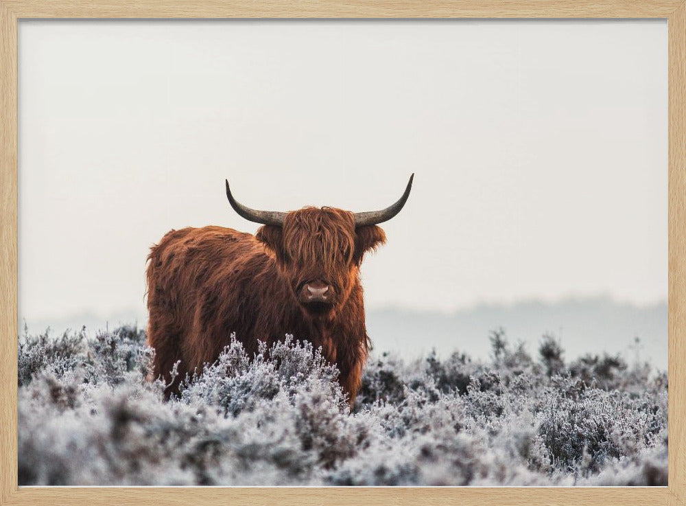 Hooglander | Poster