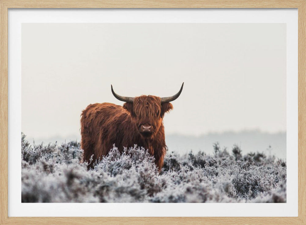 Hooglander | Poster