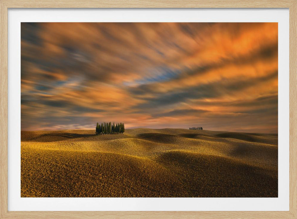 Cypresses... | Poster