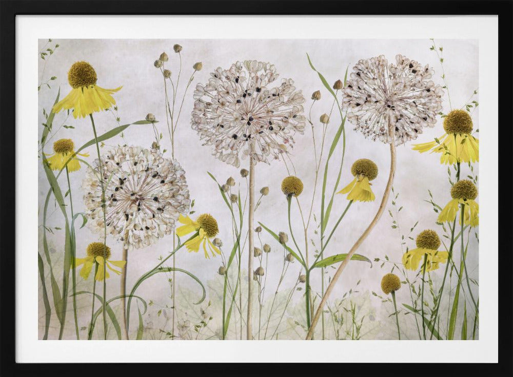 Alliums en heleniums | Poster