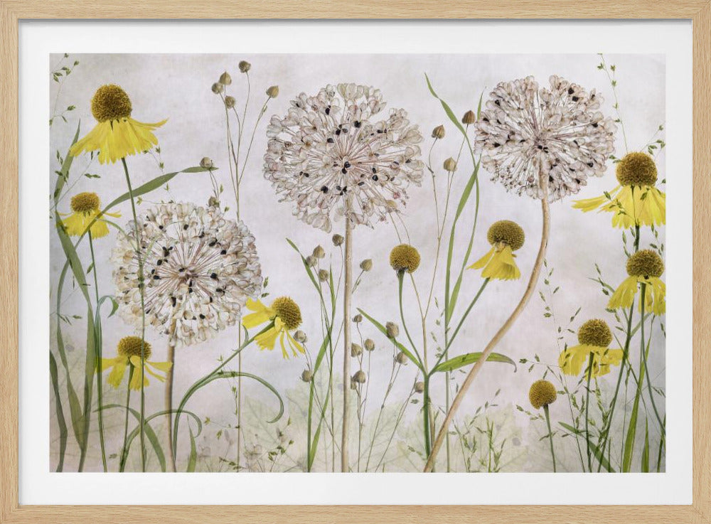 Alliums en heleniums | Poster