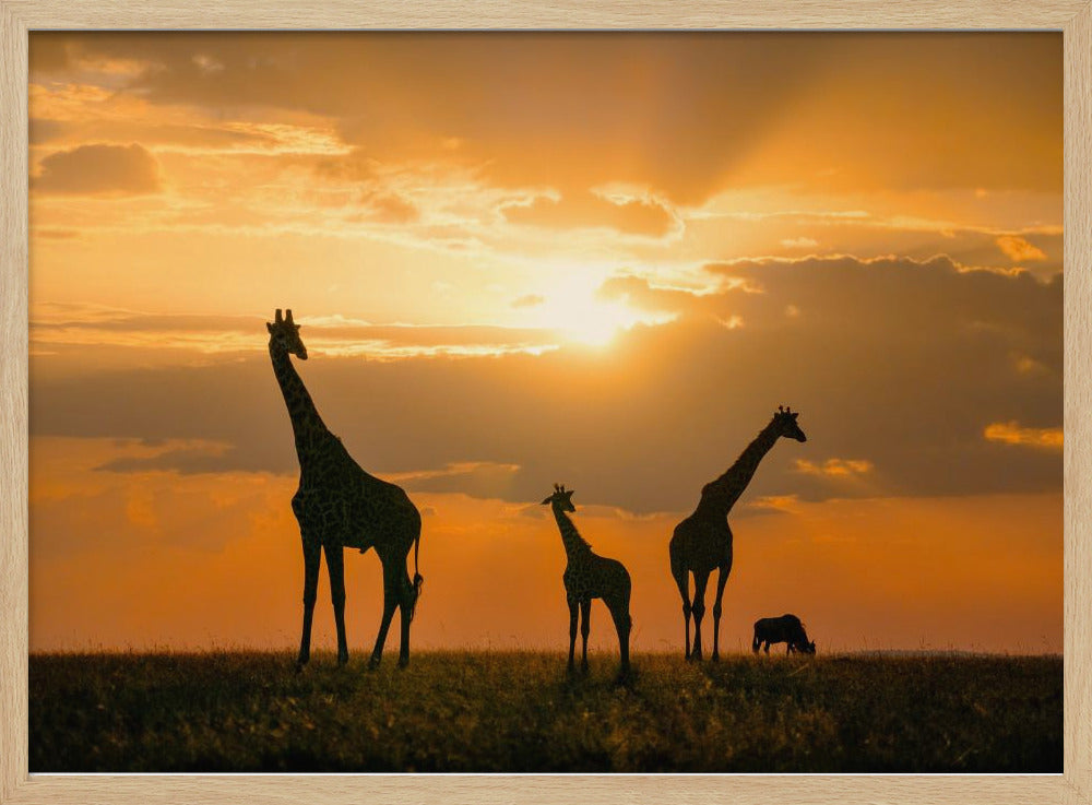 Gouden Afrika | Poster