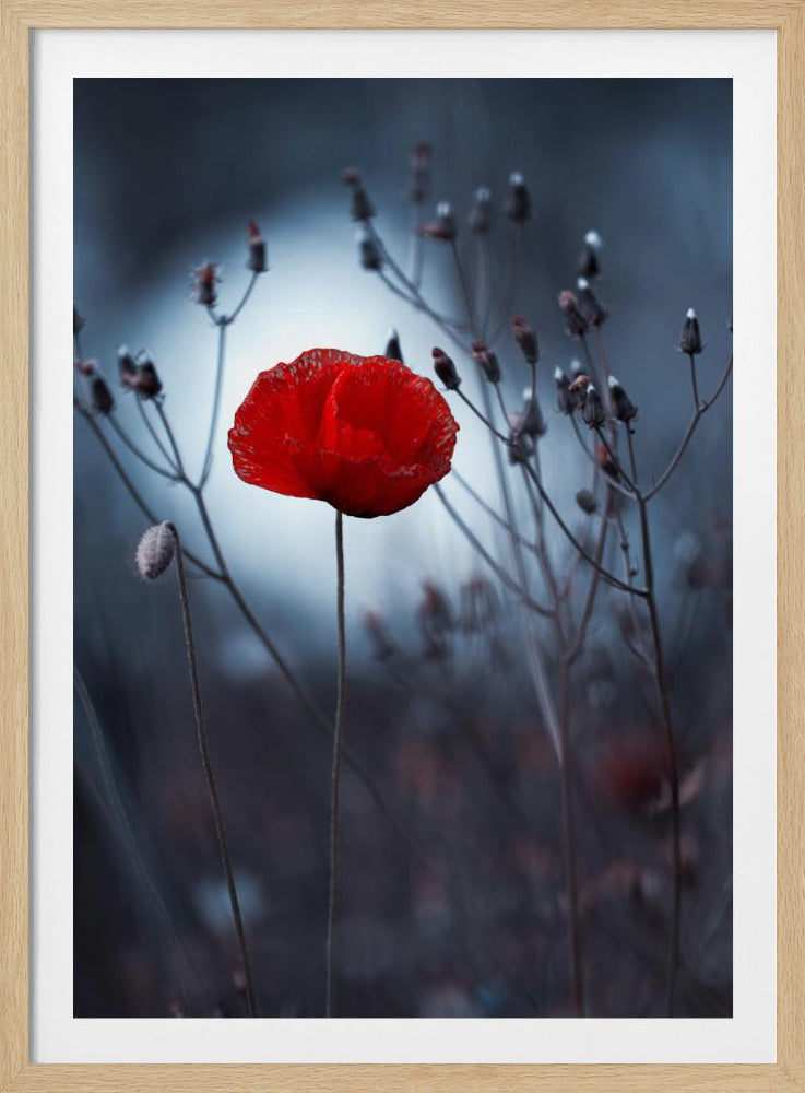 Flower not by Kenzo. By me | Poster