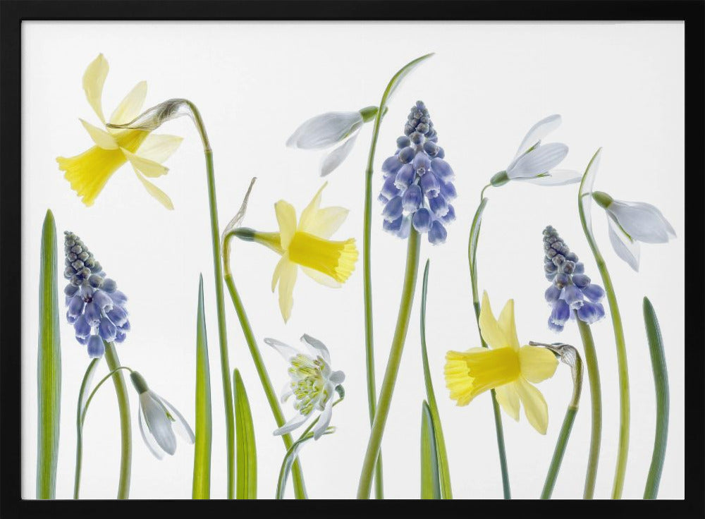 Lente | Poster