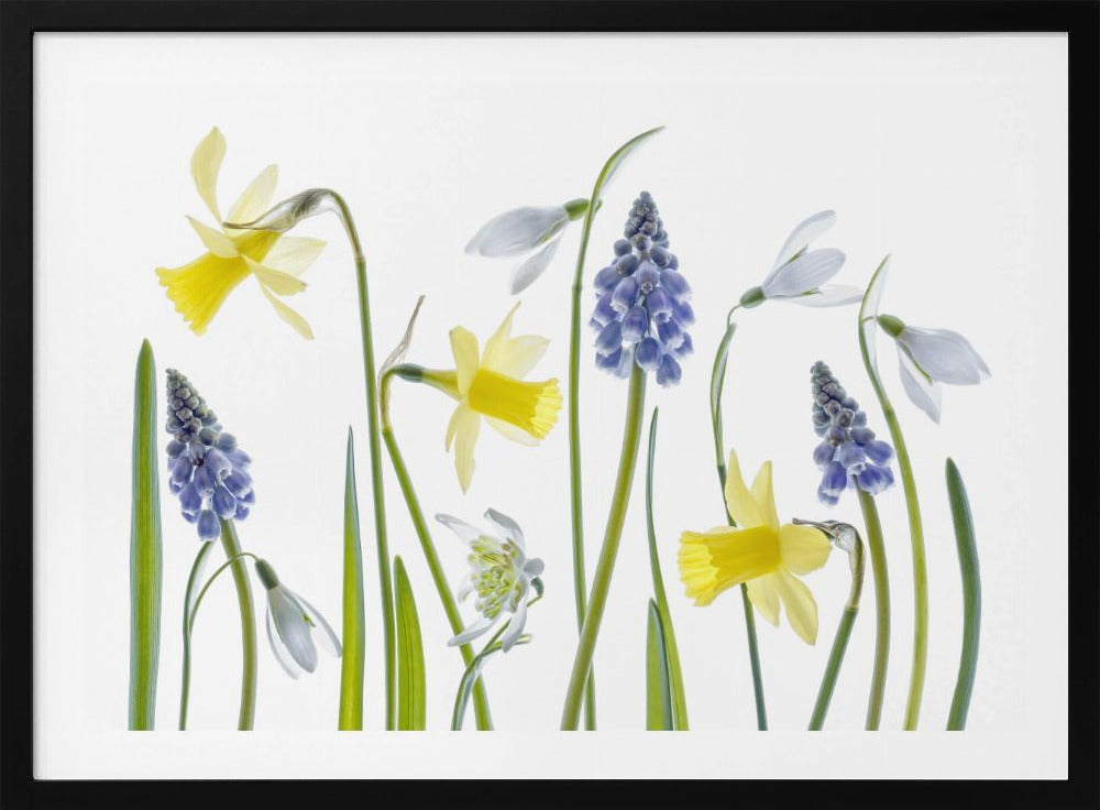 Lente | Poster