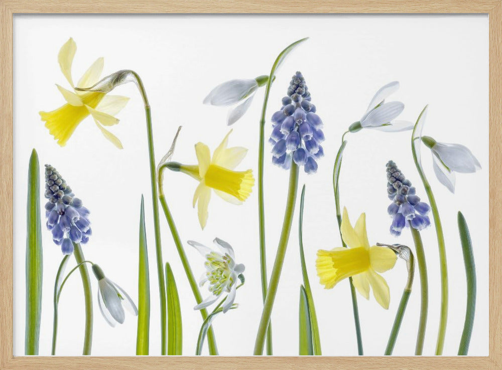 Lente | Poster