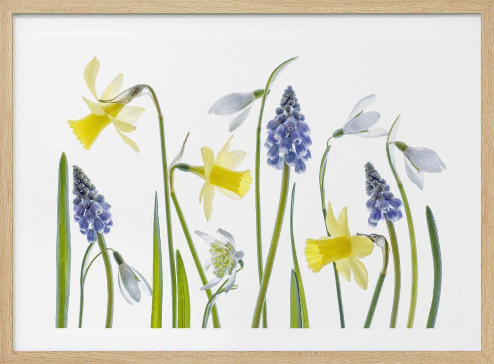 Lente | Poster