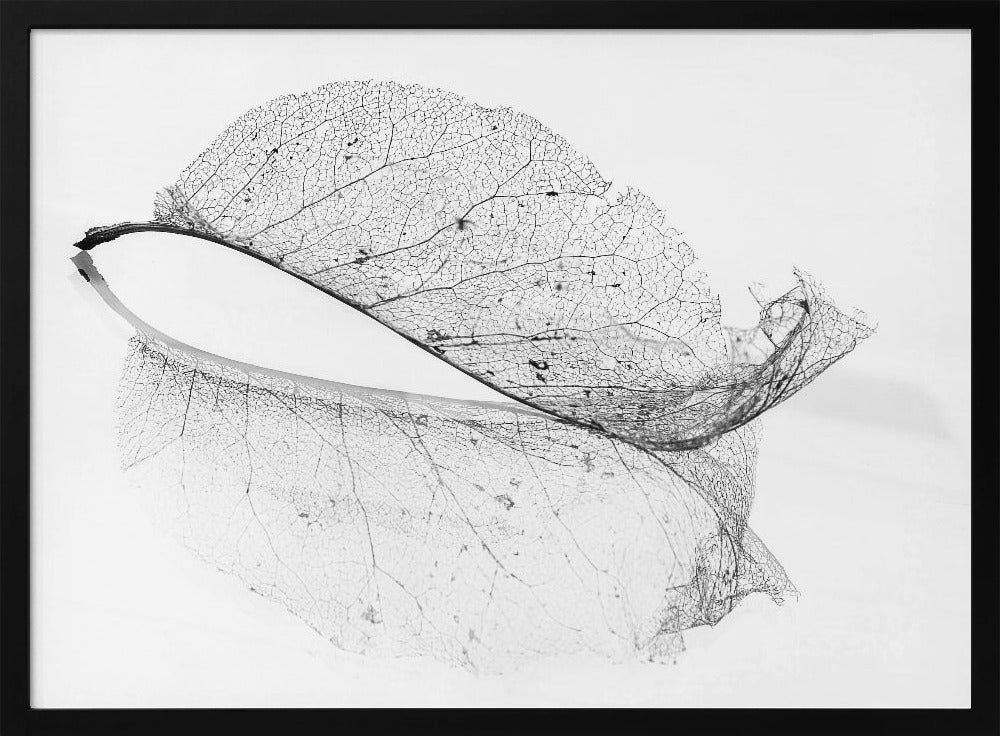 The old leaf | Poster