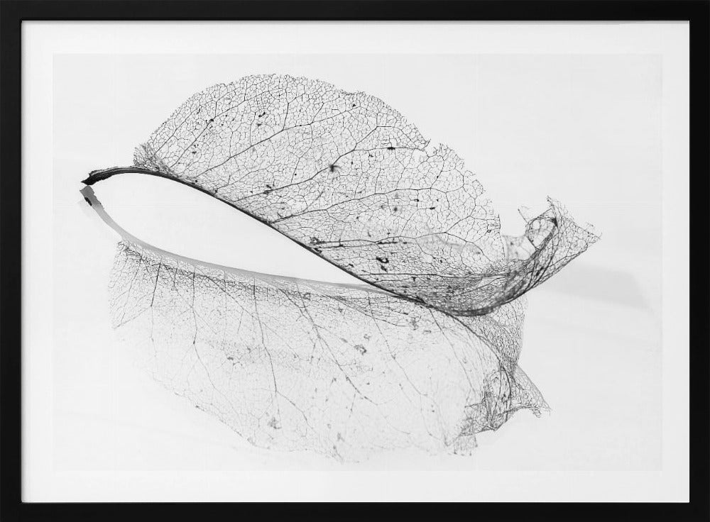 The old leaf | Poster