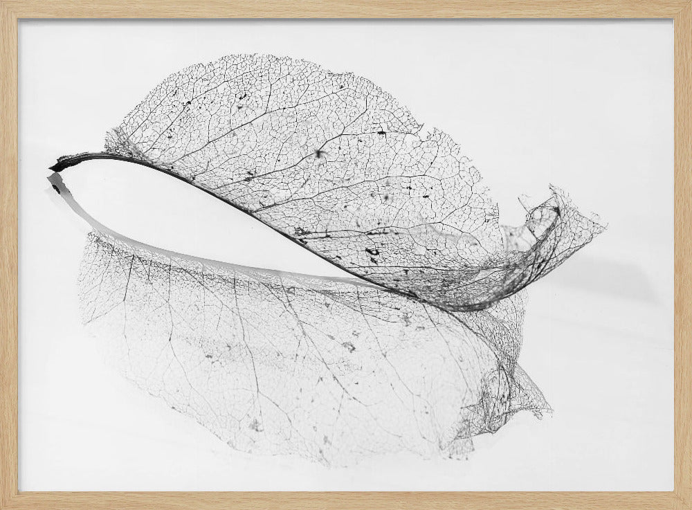 The old leaf | Poster