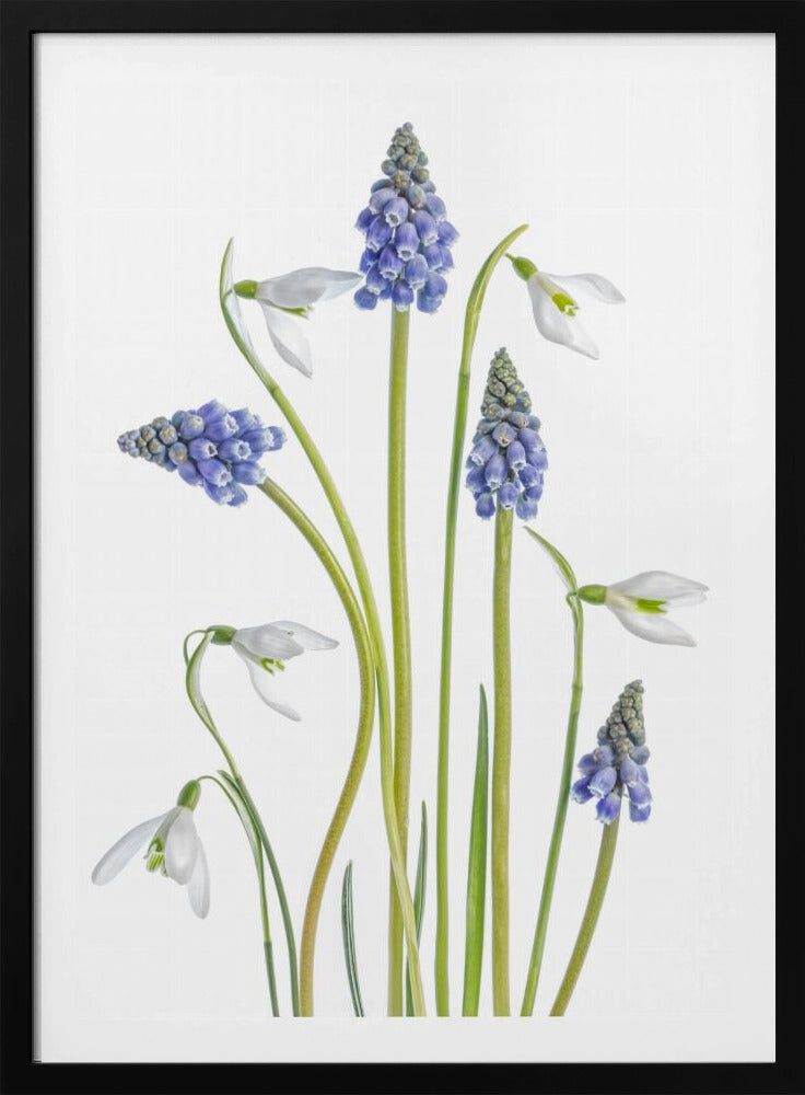 Muscari en Galanthus | Poster