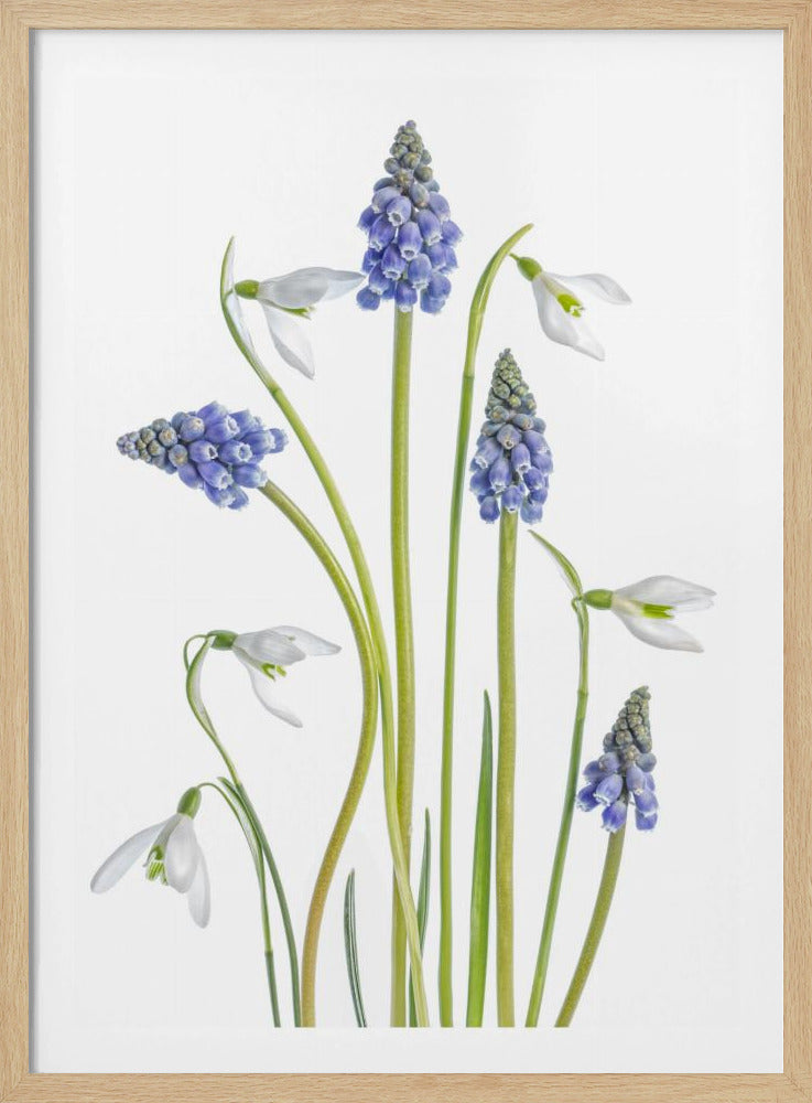 Muscari en Galanthus | Poster