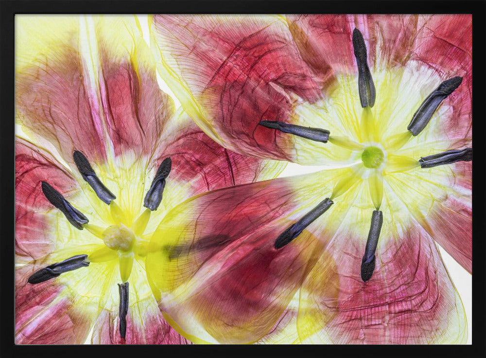 Tulpen | Poster