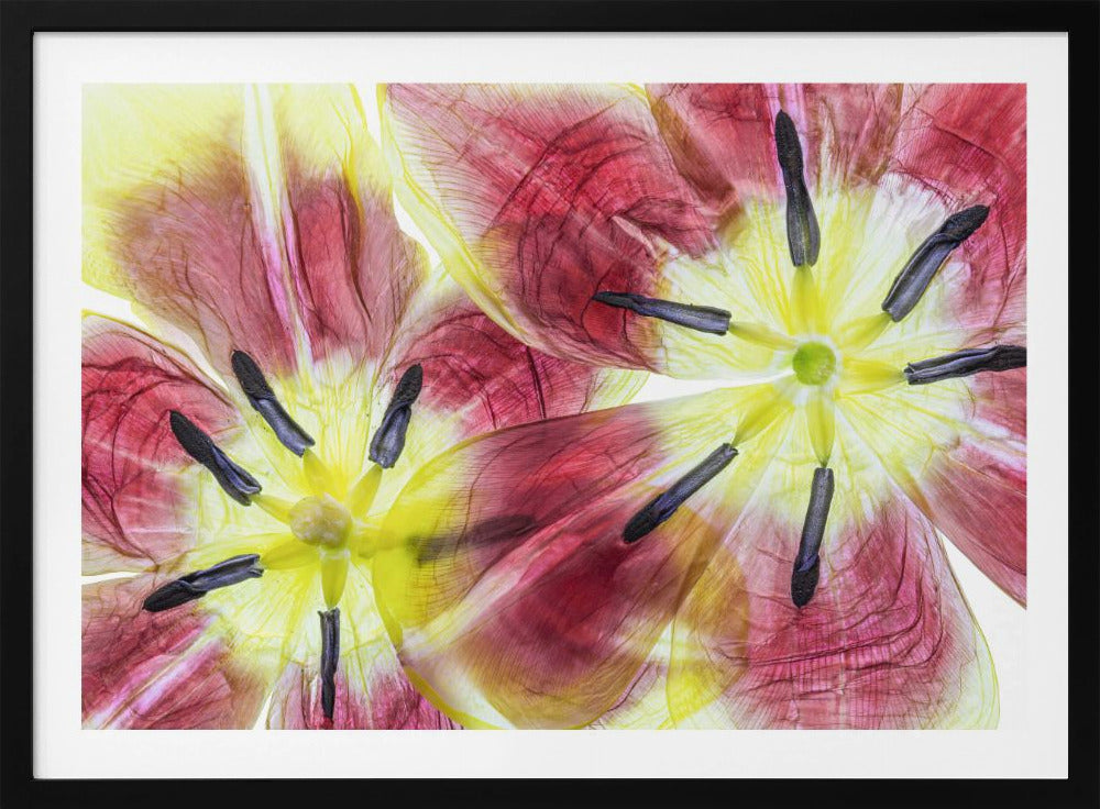 Tulpen | Poster