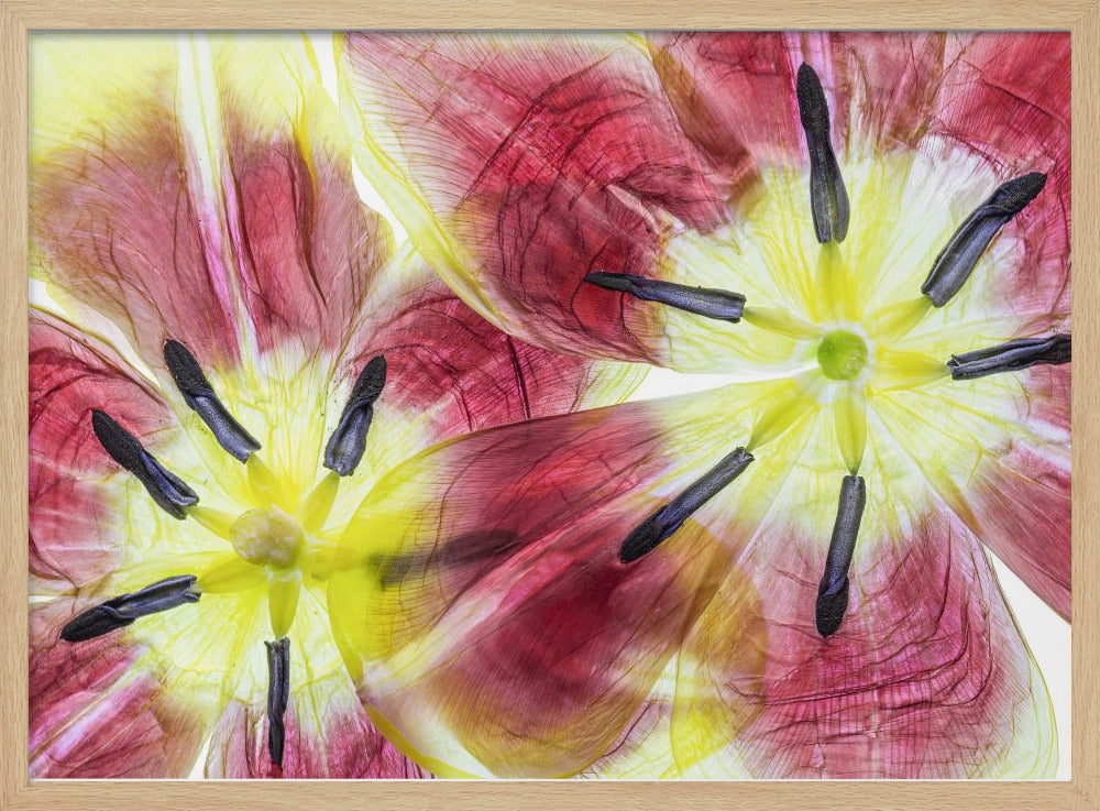 Tulpen | Poster