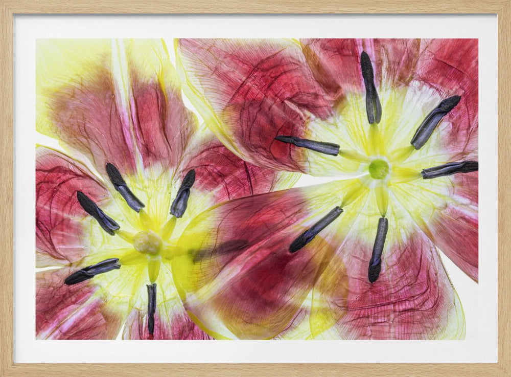 Tulpen | Poster