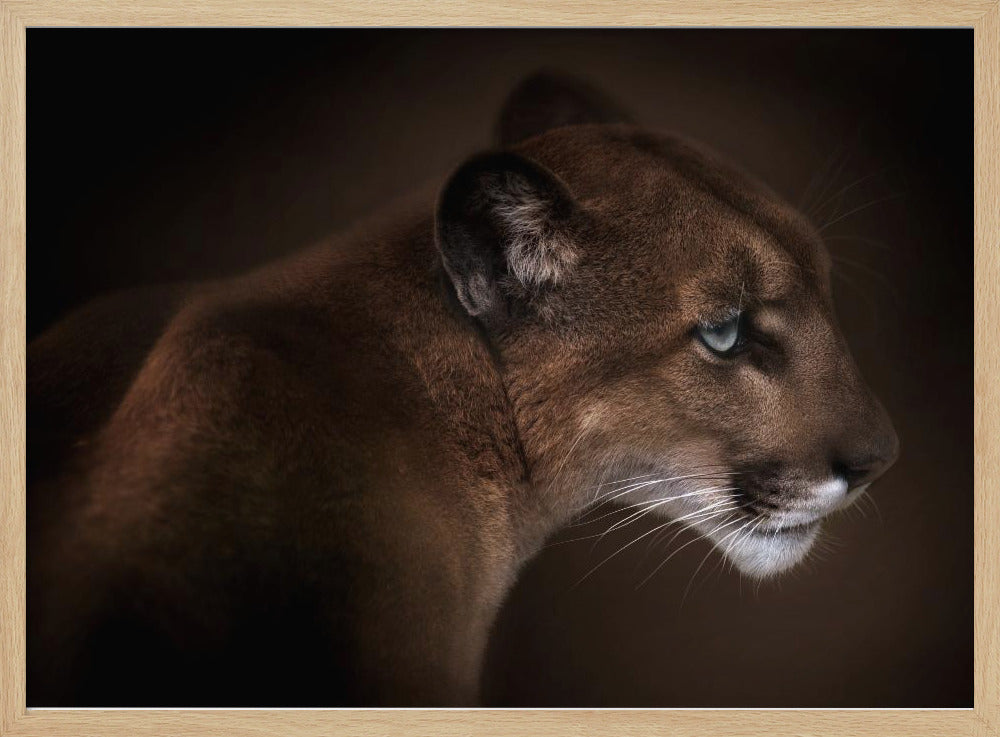 Puma | Poster