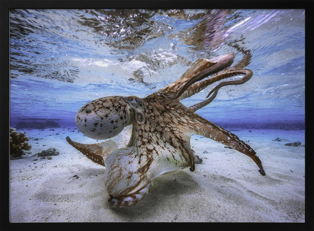 Dansende Octopus | Poster
