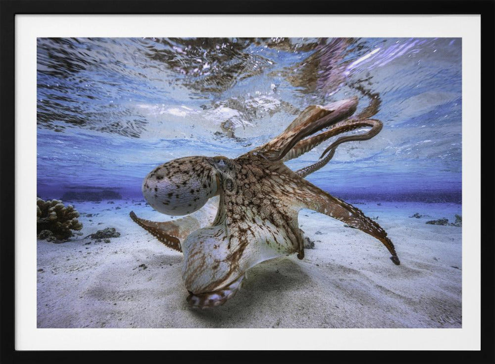 Dansende Octopus | Poster