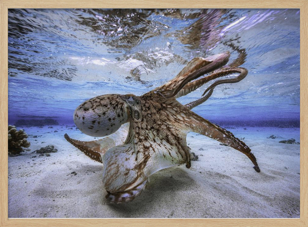 Dansende Octopus | Poster