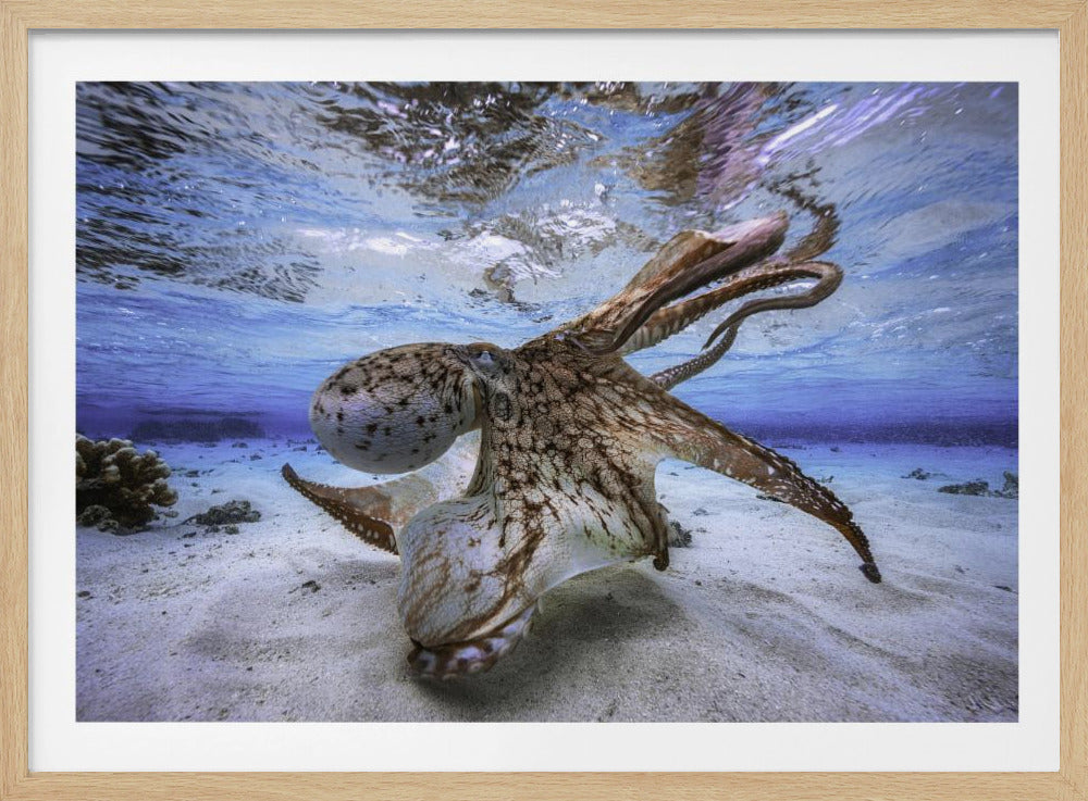 Dansende Octopus | Poster