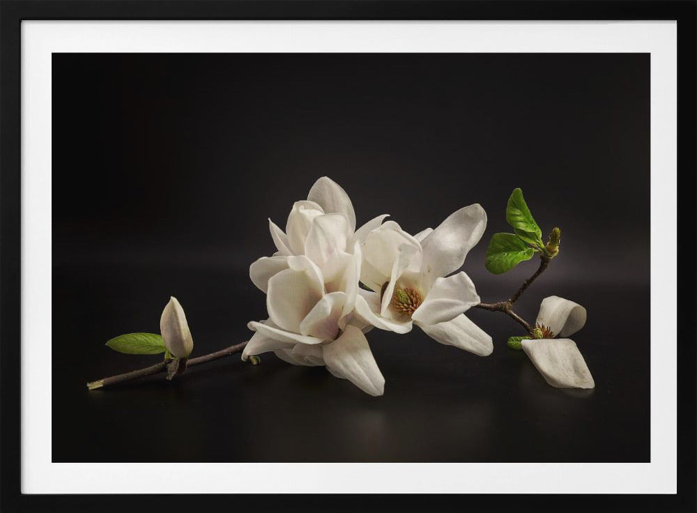 Magnolia | Poster