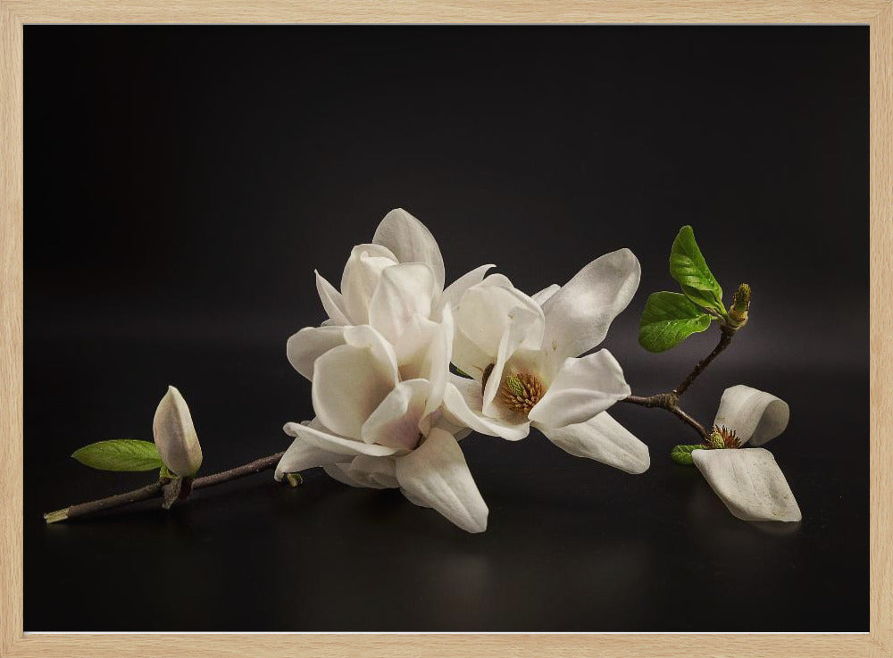 Magnolia | Poster