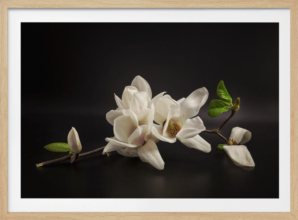 Magnolia | Poster