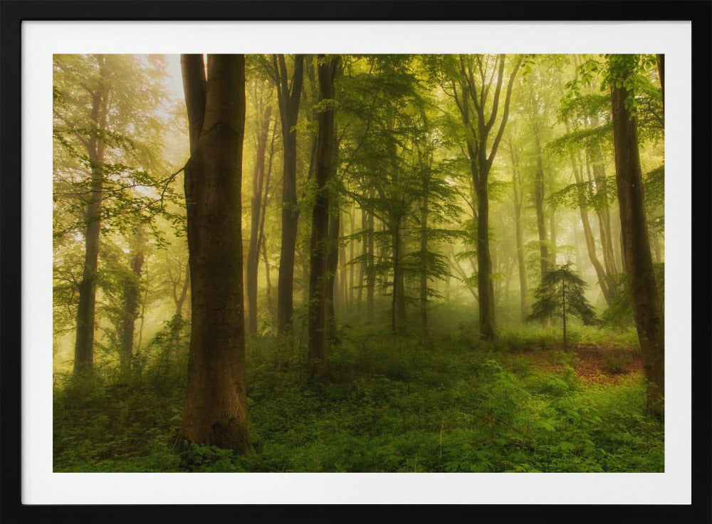 De kleine boom | Poster