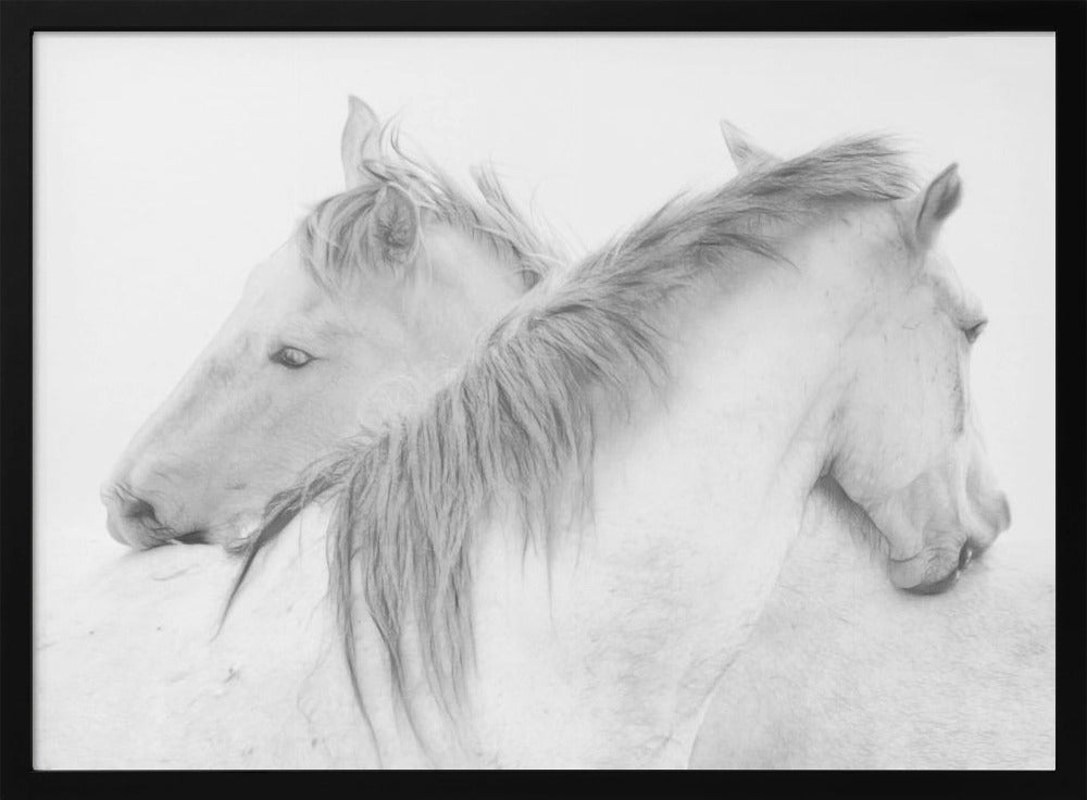 Horses | Poster