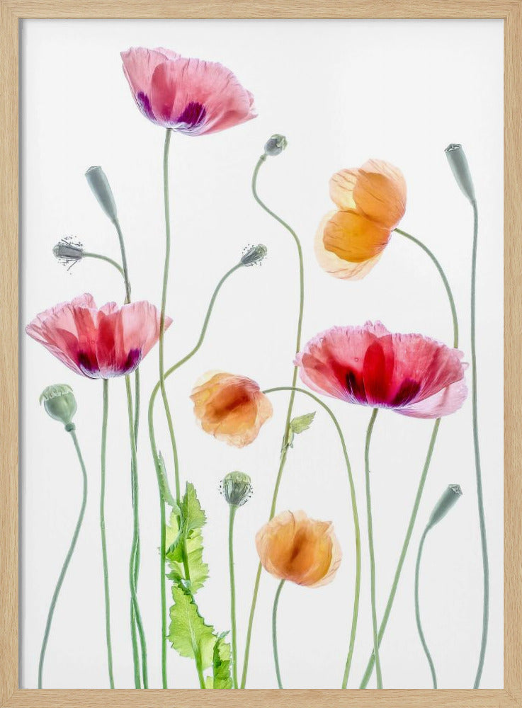 Klaprozen | Poster