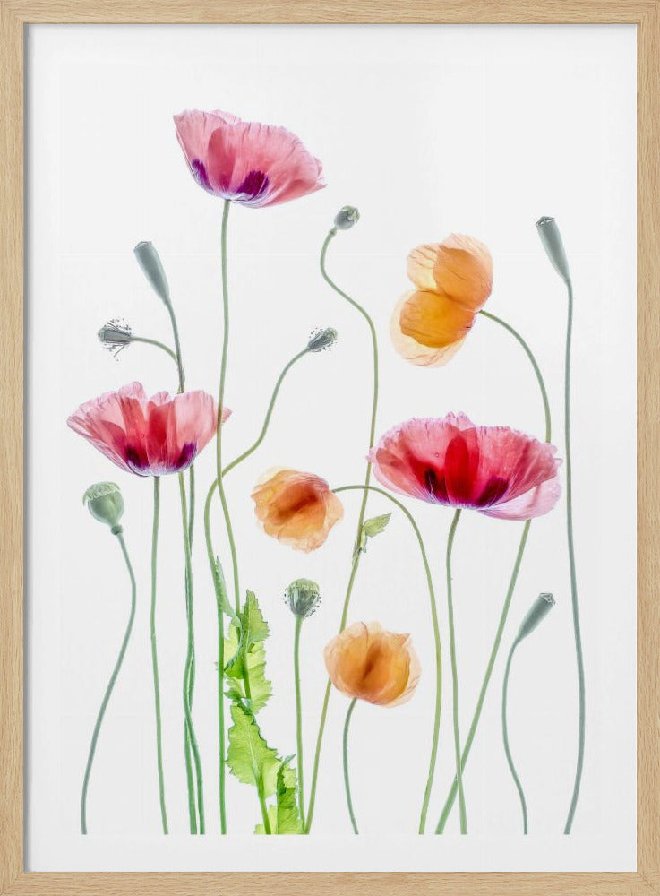 Klaprozen | Poster