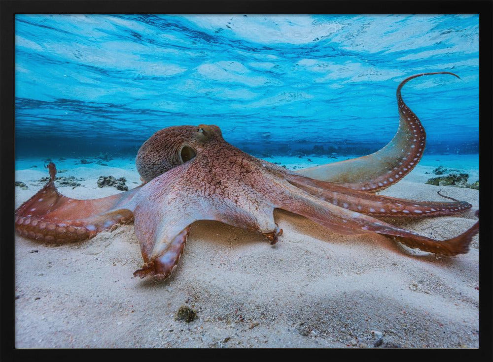 Octopus | Poster