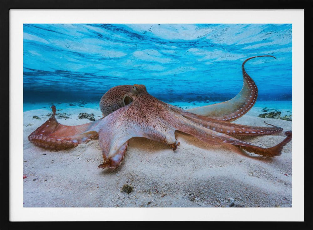 Octopus | Poster