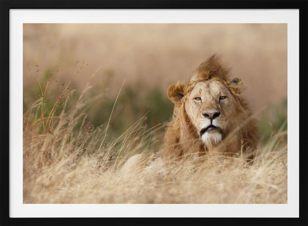 Knap! | Poster