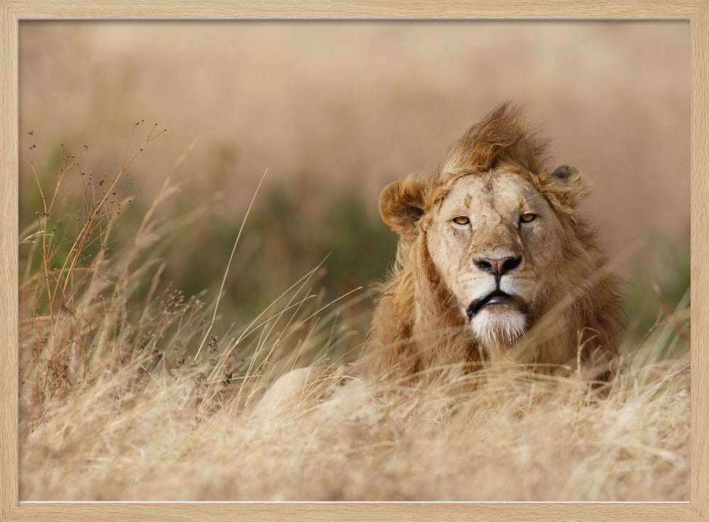Knap! | Poster