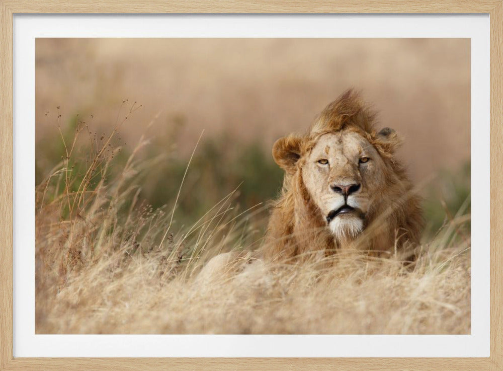 Knap! | Poster