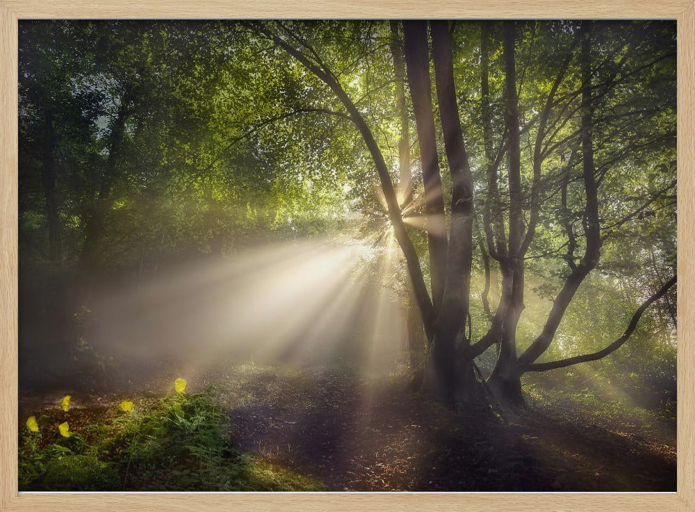 Het ochtendlicht | Poster