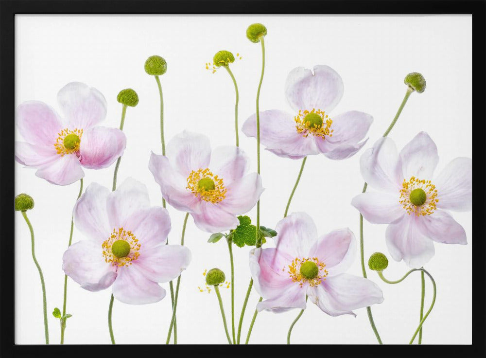 Japanse anemonen | Poster